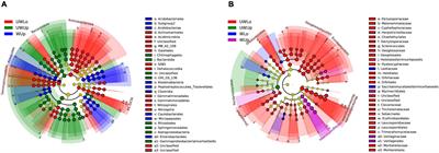 Homogeneous Selection and Dispersal Limitation Dominate the Effect of Soil Strata Under Warming Condition